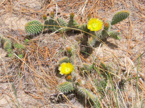 Amarillo Prickly Pear Flowers.